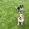 pet_friendly_artificial_grass_dogs