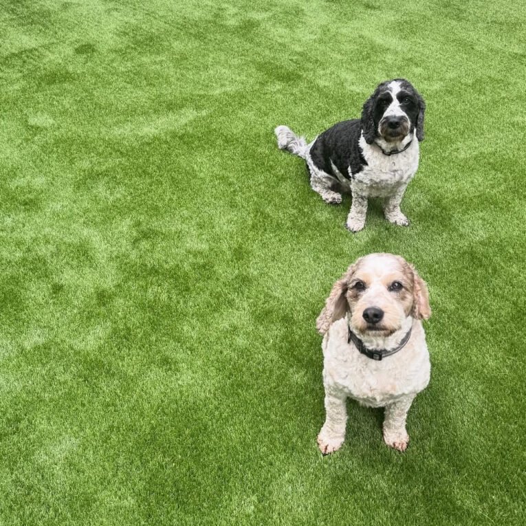 pet_friendly_artificial_grass_dogs